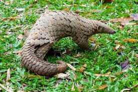 Urgent Call for Pangolin Protection Legislation in Wild Africa
