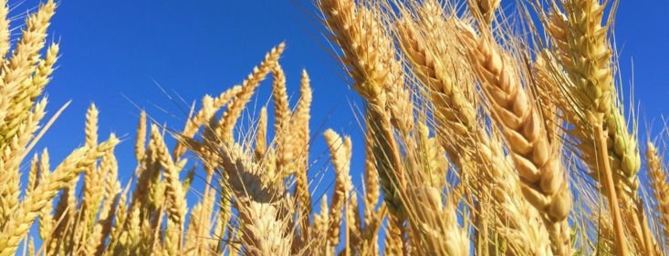 Africa Feed & Food Secures $90 Million Investment