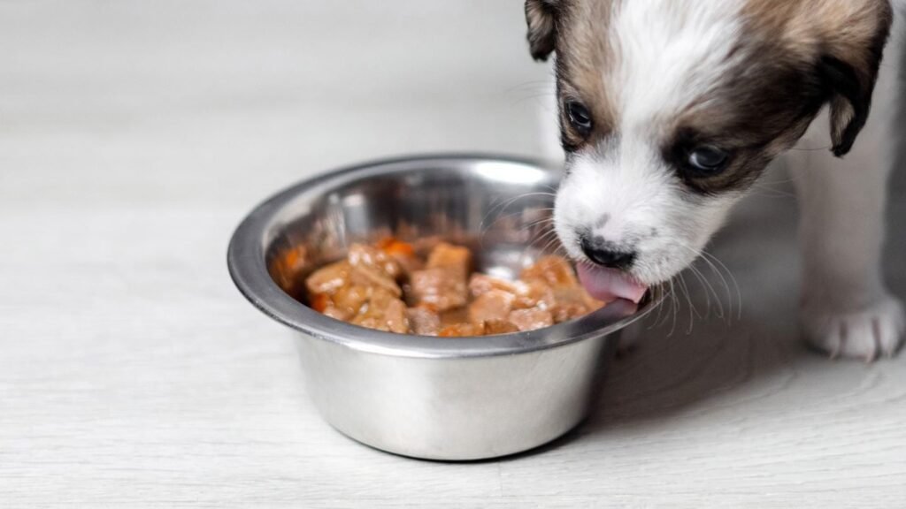 RCL Foods Expands Pet Portfolio with Martin & Martin Acquisition